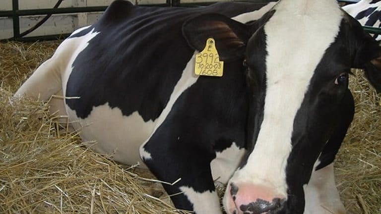 Pre parto en vacas lecheras: ¿Qué hay que saber al respecto y cuáles son los manejos esenciales?