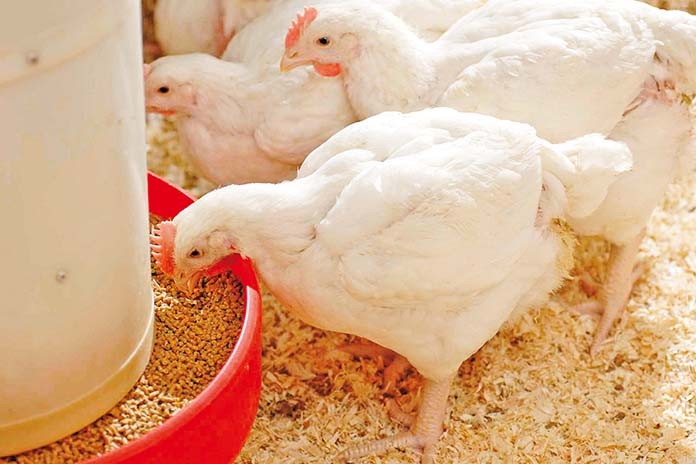 Evaluación del consumo de alimento y su relación con parámetros productivos en pollos parrilleros