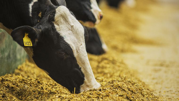 Minerales traza para vacas y novillas lecheras: Estrategia para mejorar la rentabilidad