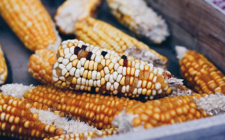¿Qué hacer ante la presencia de micotoxinas en maíces?