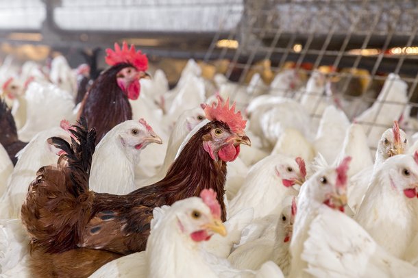 La importancia de la genética en las gallinas reproductoras