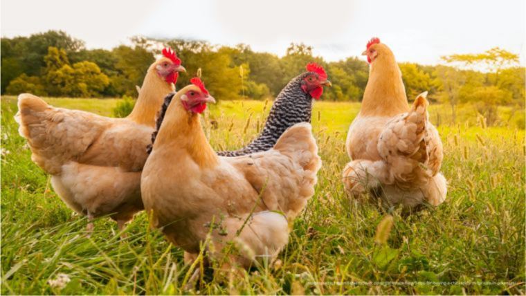 Nuevo metaanálisis de Alltech señala mejoras en el desempeño de las gallinas