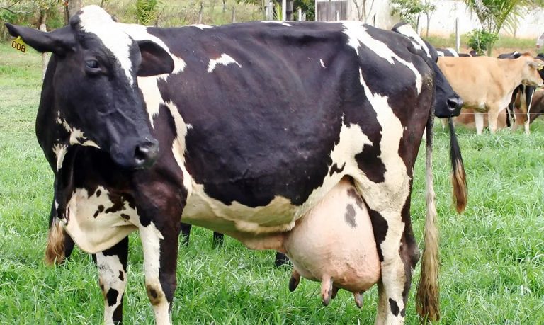 Si la vaca está cómoda, podemos lograr hasta un 30% más de producción