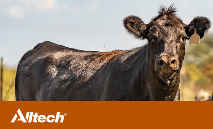 Alltech: nueva tecnología en suplementación para ganado
