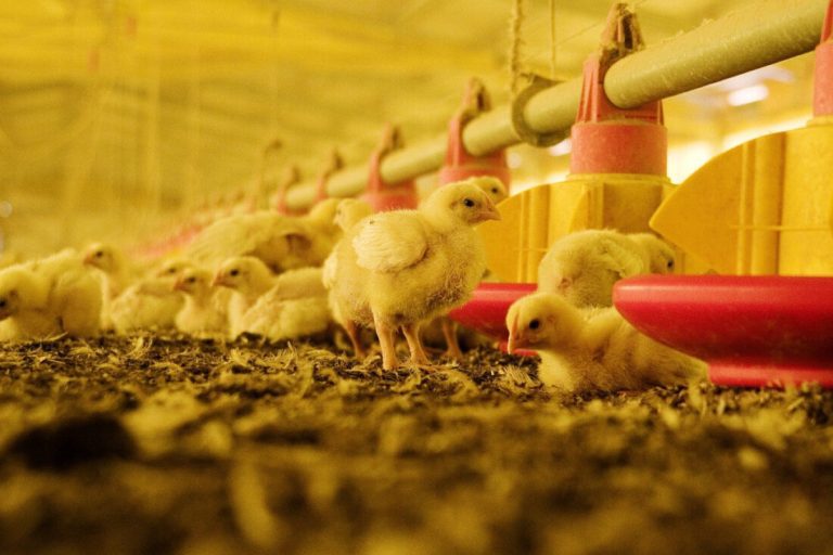 Control de plagas en la producción avicola