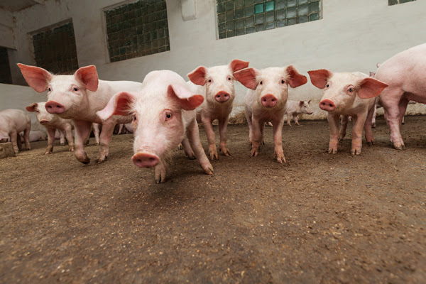 Vetanco consolida su liderazgo en el sector porcino de la región