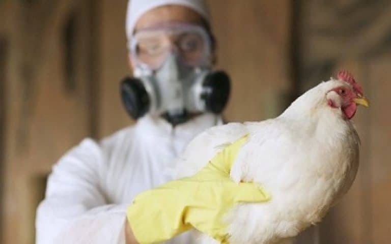 Analisis sobre la situación actual sobre Influenza Aviar