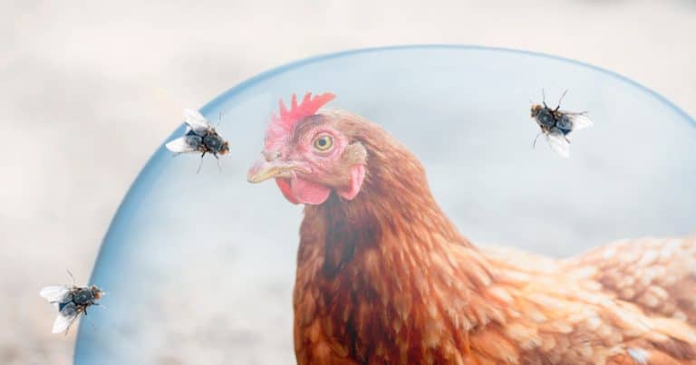Control sanitario de la población de moscas en producción avícola