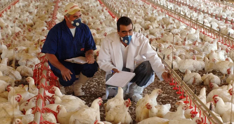 Resistencias antimicrobianas como problema de salud pública: el rol del sector de producción animal