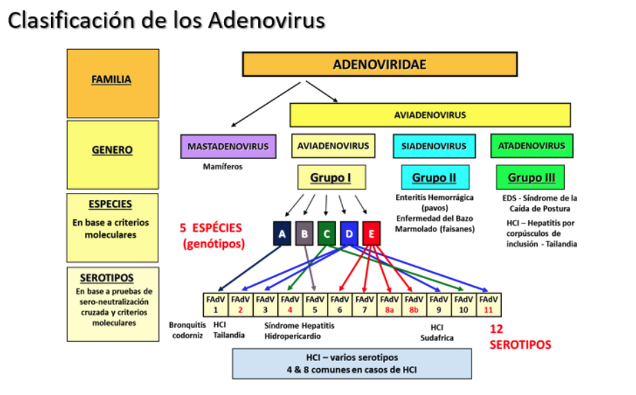 Clasificación de Adenovirus (Hess, 2000)
