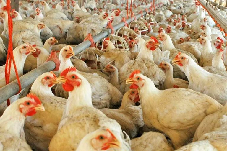 Cómo se realizó el operativo sanitario ante el primer caso de gripe aviar en Entre Rios