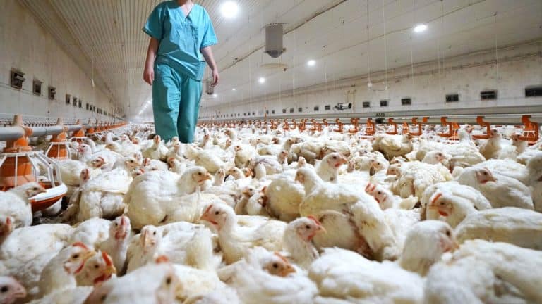 El futuro sustentable en la industria avícola