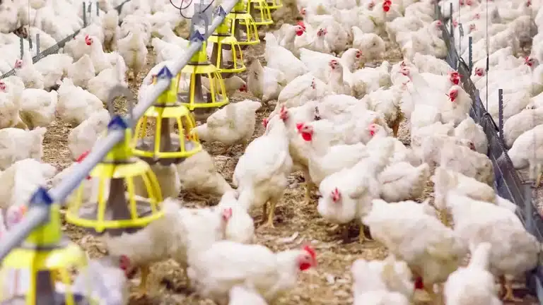 Betaplus: Revolucionando la Industria Avícola