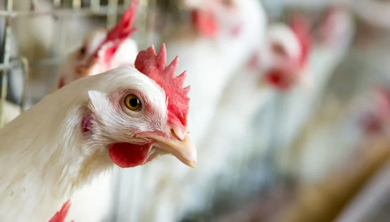 Hipra y la prevención de enfermedades pulmonares en avicultura
