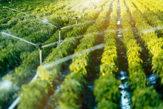 Optimizando el Agua en la Agricultura: Perspectivas desde el INTA