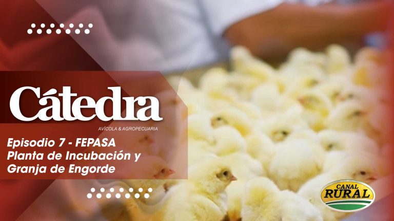 Cátedra Avícola – Episodio 7 – FEPASA: Desde la Incubación hasta el Engorde
