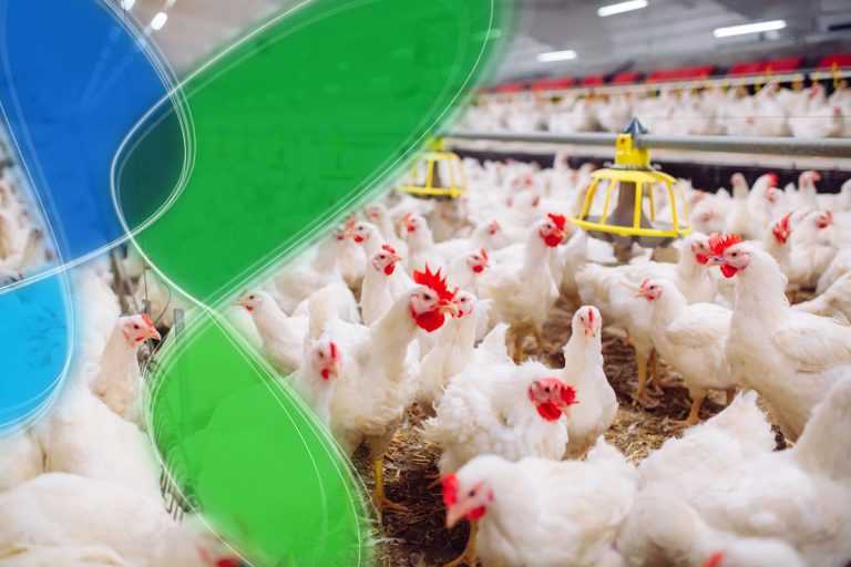 Impulsando la bioseguridad en la industria avícola: Entrevista con Lorenzo Salas de Kersia
