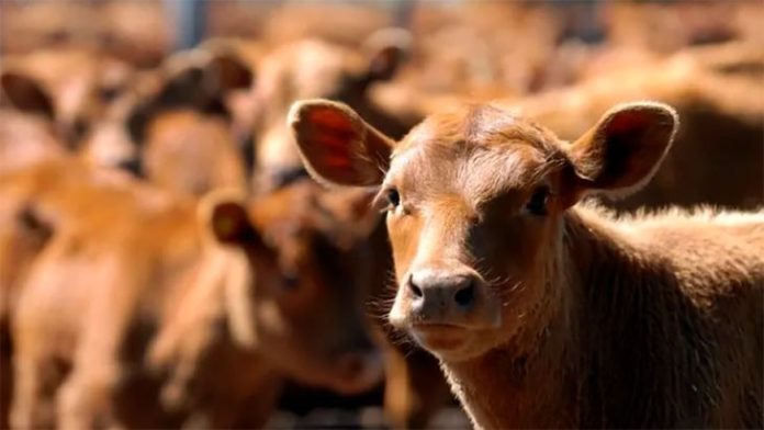 ganaderia-patagonia-4