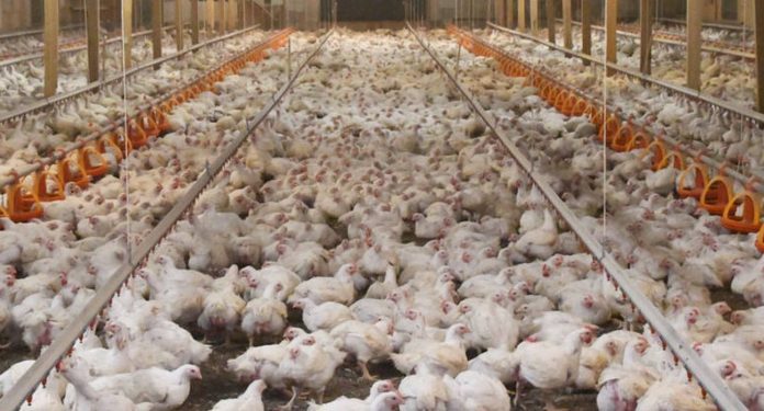una-granja-de-pollos