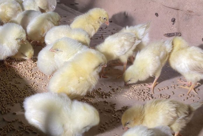 CATEDRA---mini-pellet-ponedoras-bioter